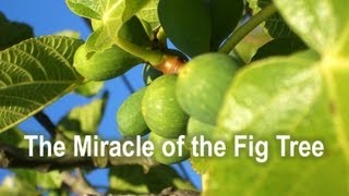 The Miracle of the Fig Tree